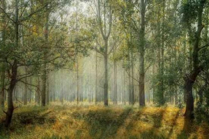 Šuma biome - najveći i složen biome Šuma biome - najveći i složen biome